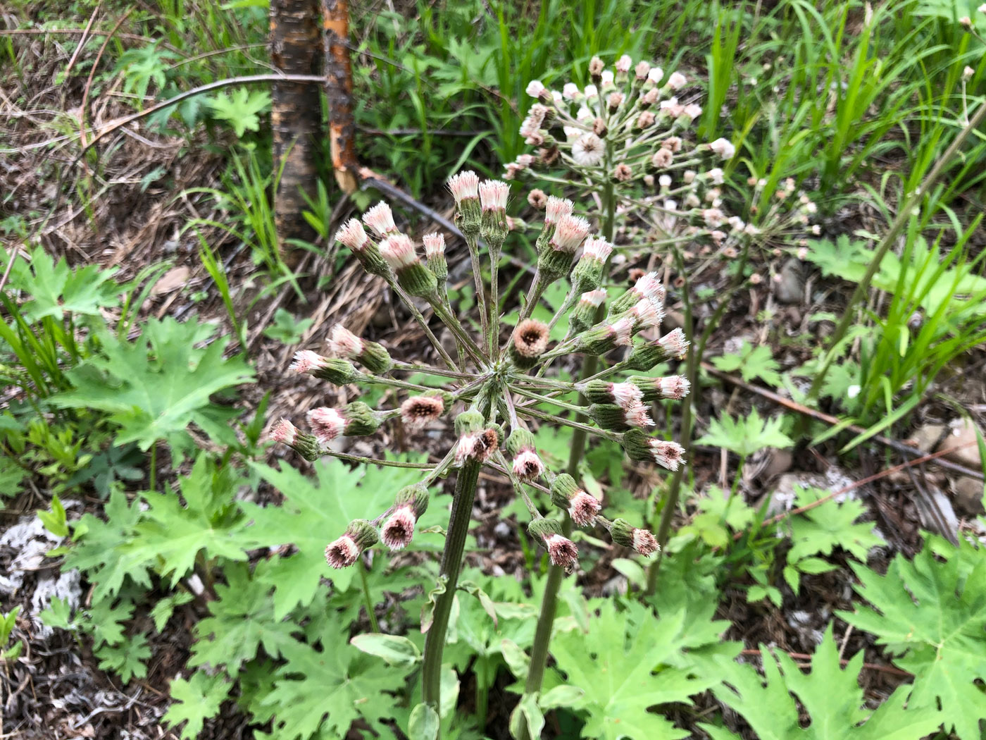 Image of Petasites tatewakianus specimen.