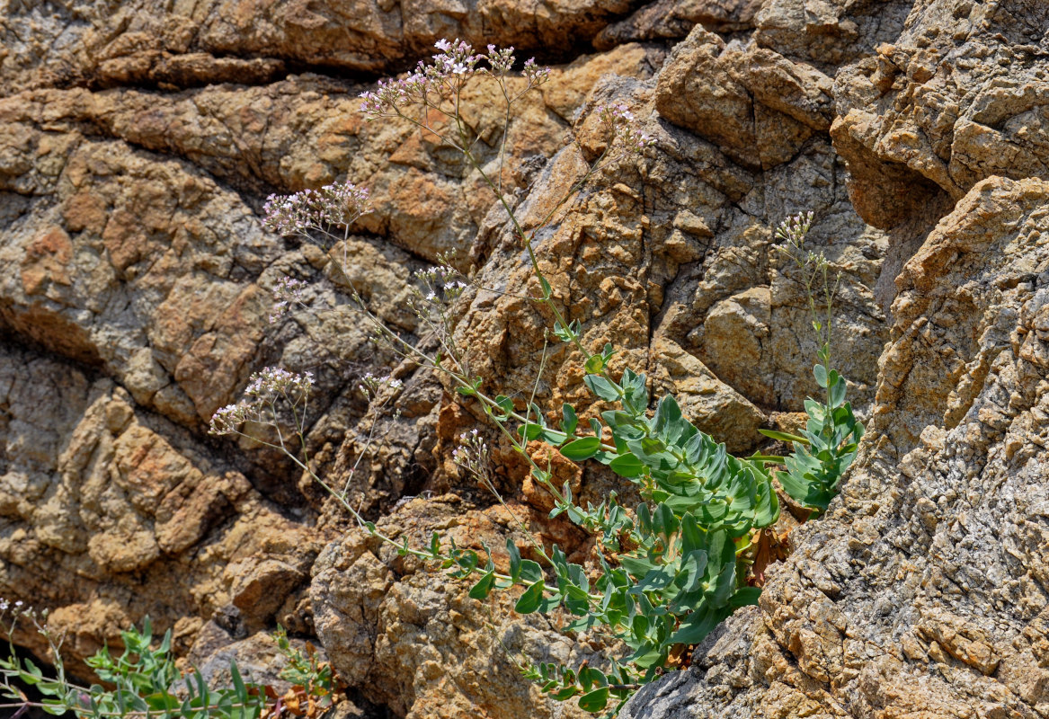 Image of Gypsophila pacifica specimen.