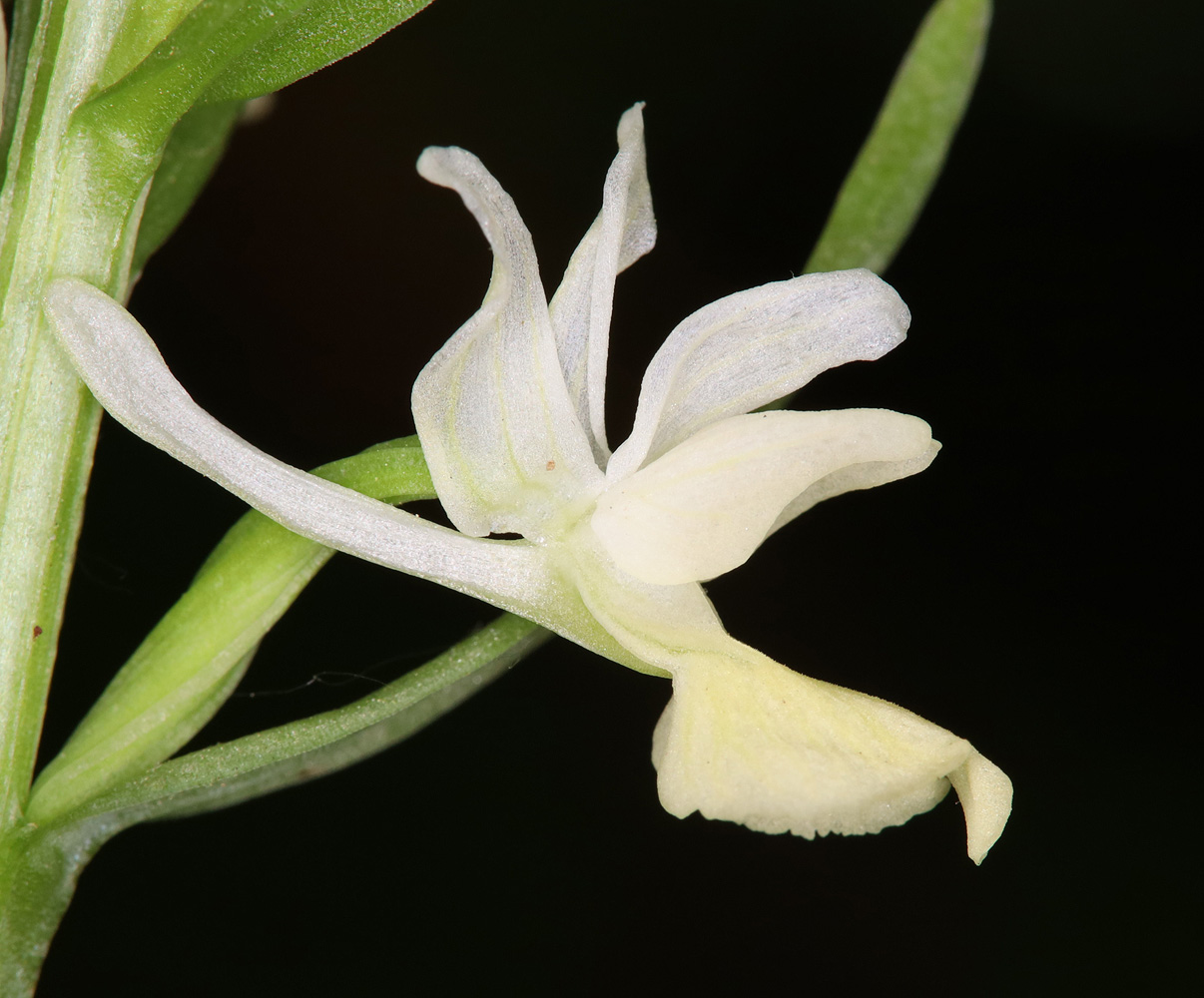 Image of Dactylorhiza romana ssp. georgica specimen.
