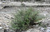 Cerasus incana. Расцветающее растение. Дагестан, Гунибский р-н, Карадахская теснина, каменистый склон. 02.05.2022.