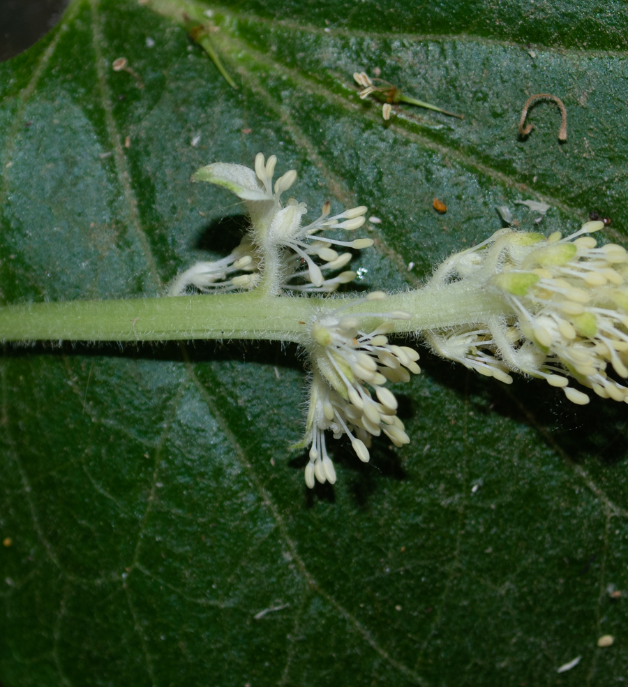 Image of Saururus cernuus specimen.