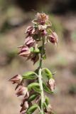 Epipactis helleborine. Часть соцветия. Крым, окр. Ялты, ущ. Уч-Кош. 05.07.2022.