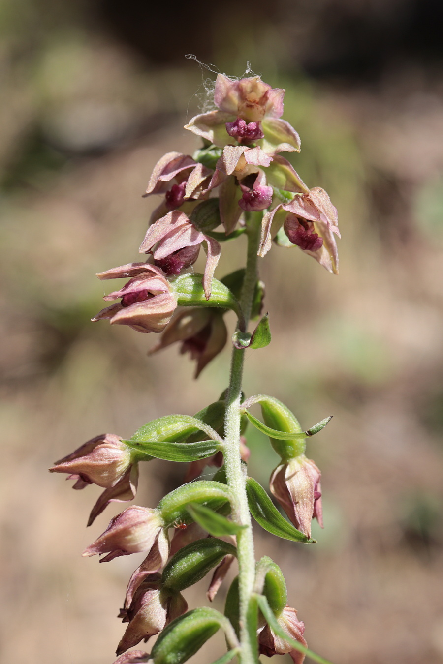 Изображение особи Epipactis helleborine.