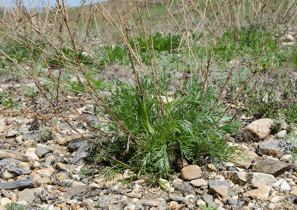 Изображение особи род Artemisia.