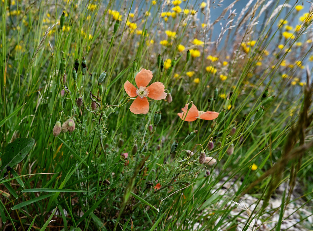 Image of Papaver fugax specimen.