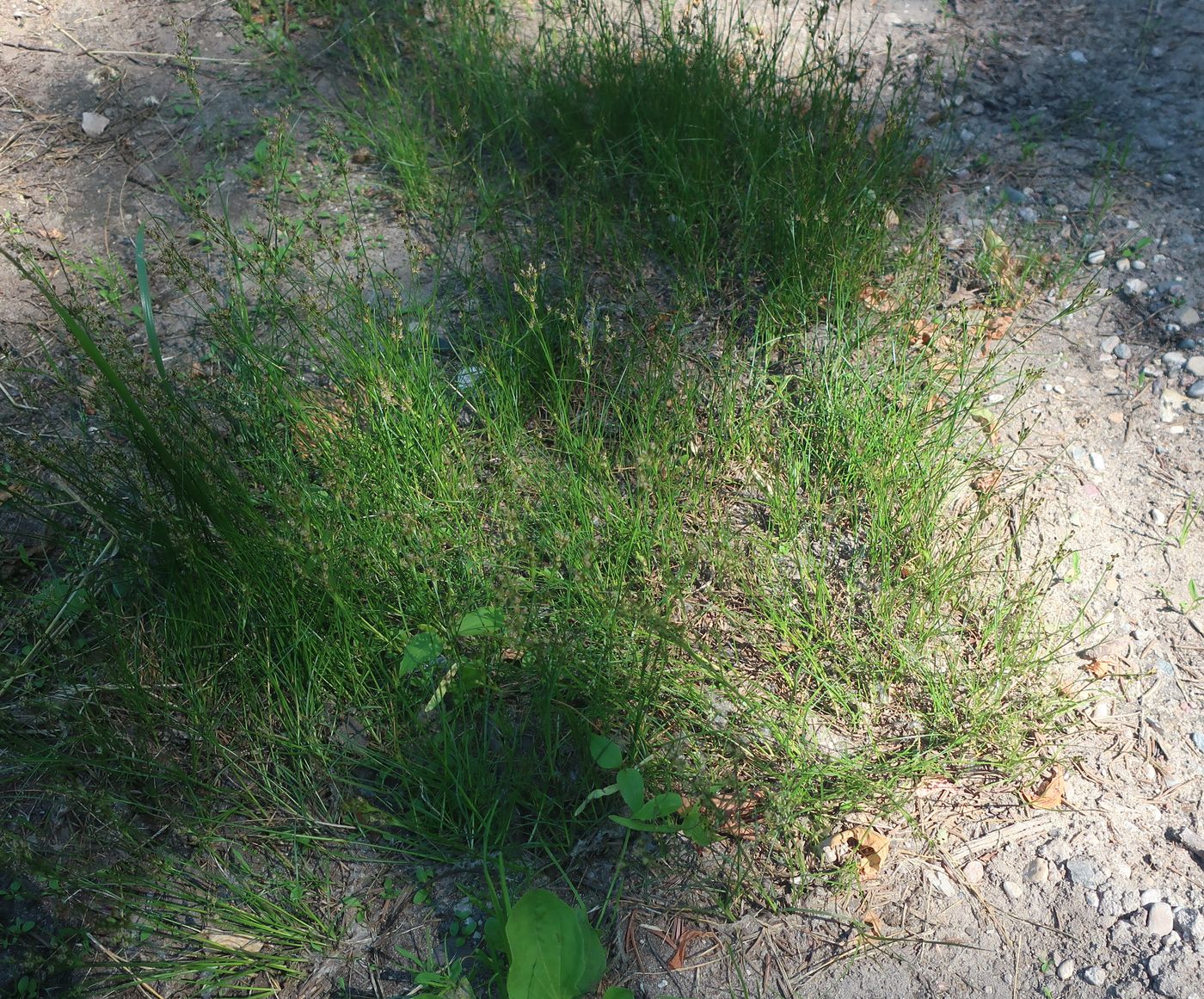 Image of Juncus compressus specimen.