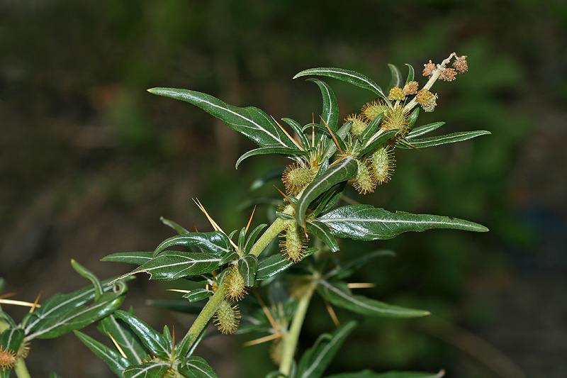 Image of Xanthium spinosum specimen.