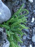 Asplenium trichomanes. Спороносящее растение. Крым, гора Ю. Демерджи, водопад Джурла, на правом борту ущелья. 16.07.2021.