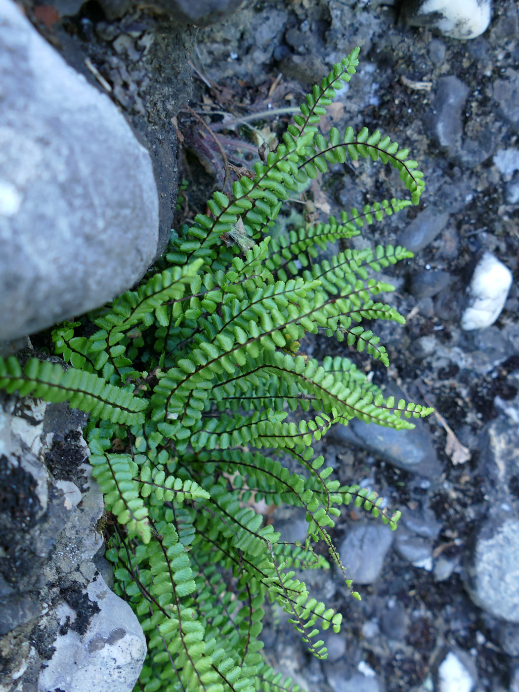 Изображение особи Asplenium trichomanes.