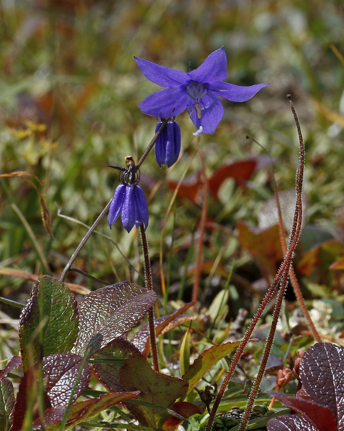 Image of familia Campanulaceae specimen.