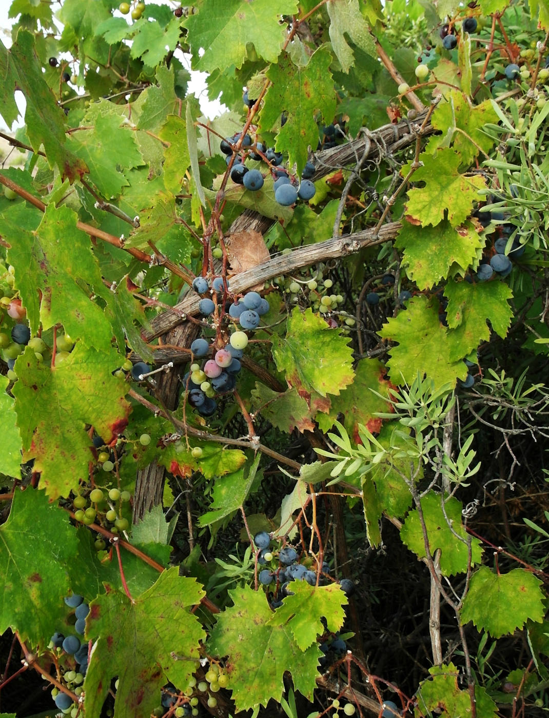 Изображение особи Vitis vinifera.