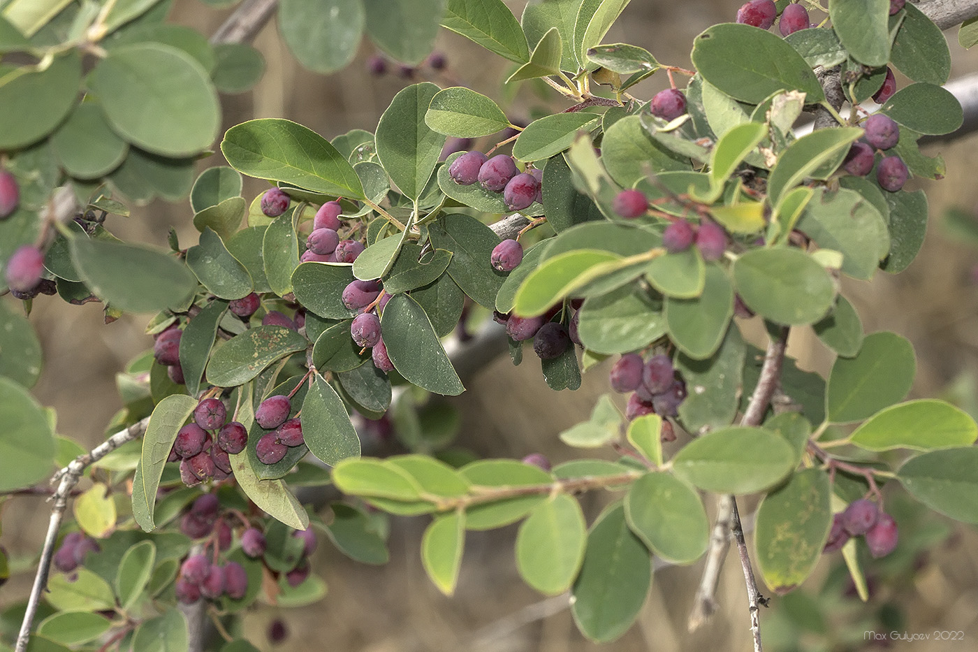 Изображение особи род Cotoneaster.