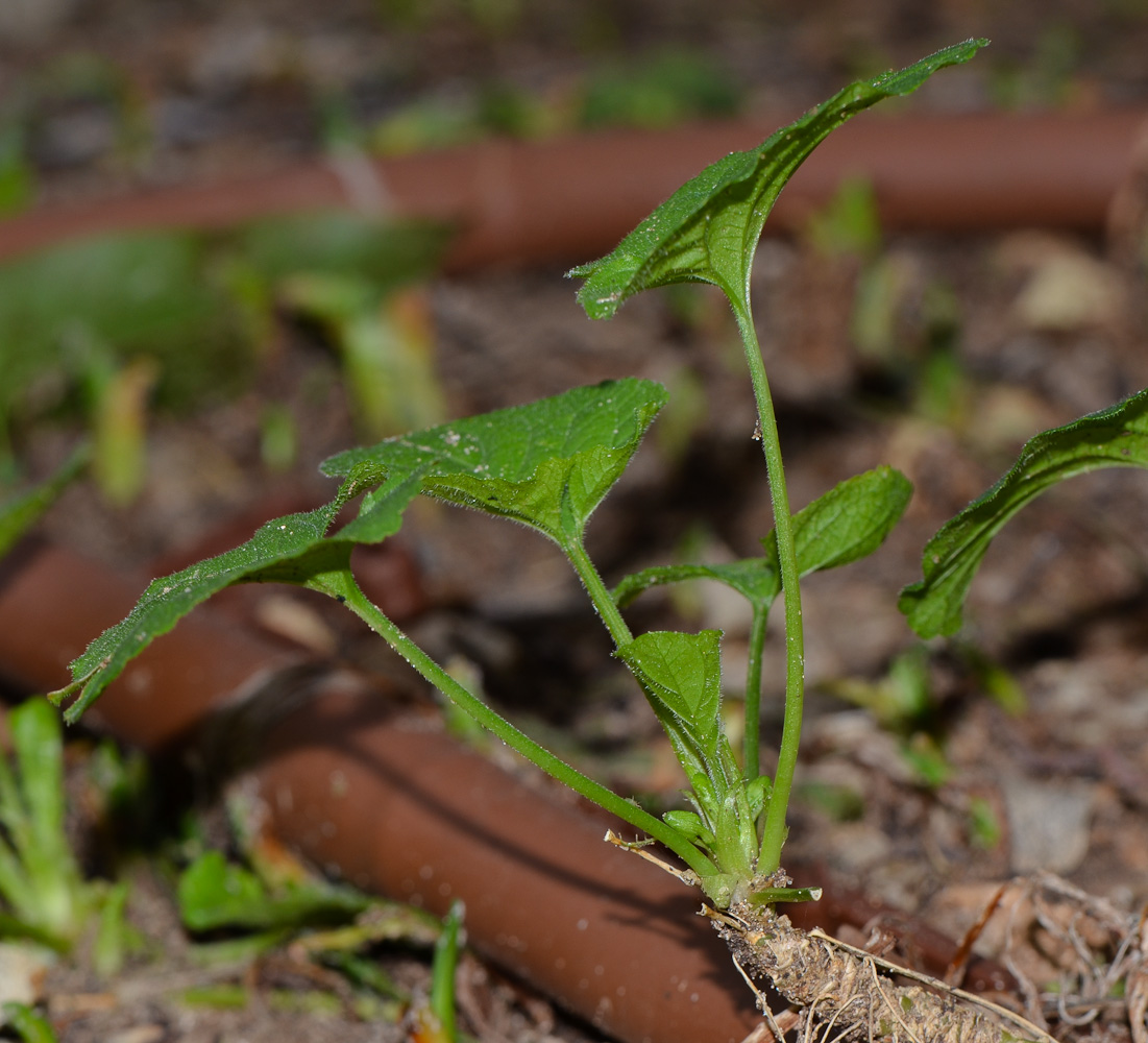 Изображение особи Viola odorata.