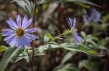 genus Symphyotrichum
