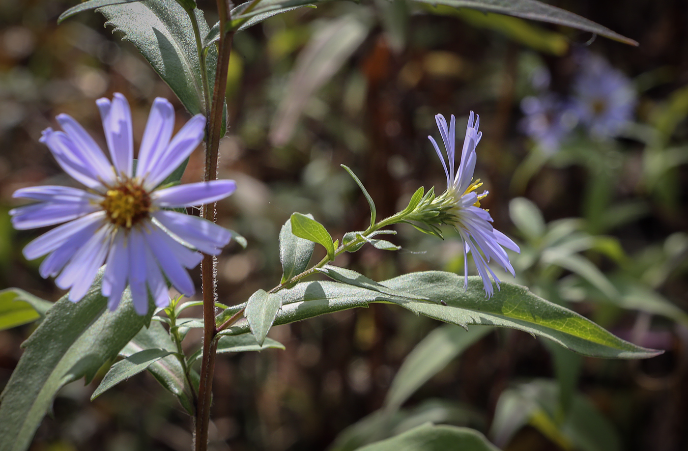 Image of genus Symphyotrichum specimen.