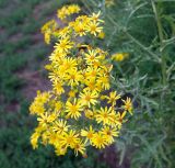 genus Senecio. Цветущи и развивающиеся соцветия. Воронежская обл., Бобровский р-н, с. Тройня, сорное в огороде. 14.08.2022.