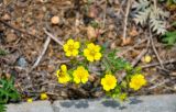 Potentilla chinensis. Цветки с пчелой. Приморье, окр. г. Находка, окр. пос. Ливадия, бухта Средняя, у дороги. 04.08.2021.