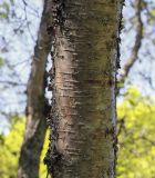 род Betula. Часть ствола. Ярославская обл., г. Переславль-Залесский, дендрологический парк им. С. Ф. Харитонова, в культуре. 12.06.2022.