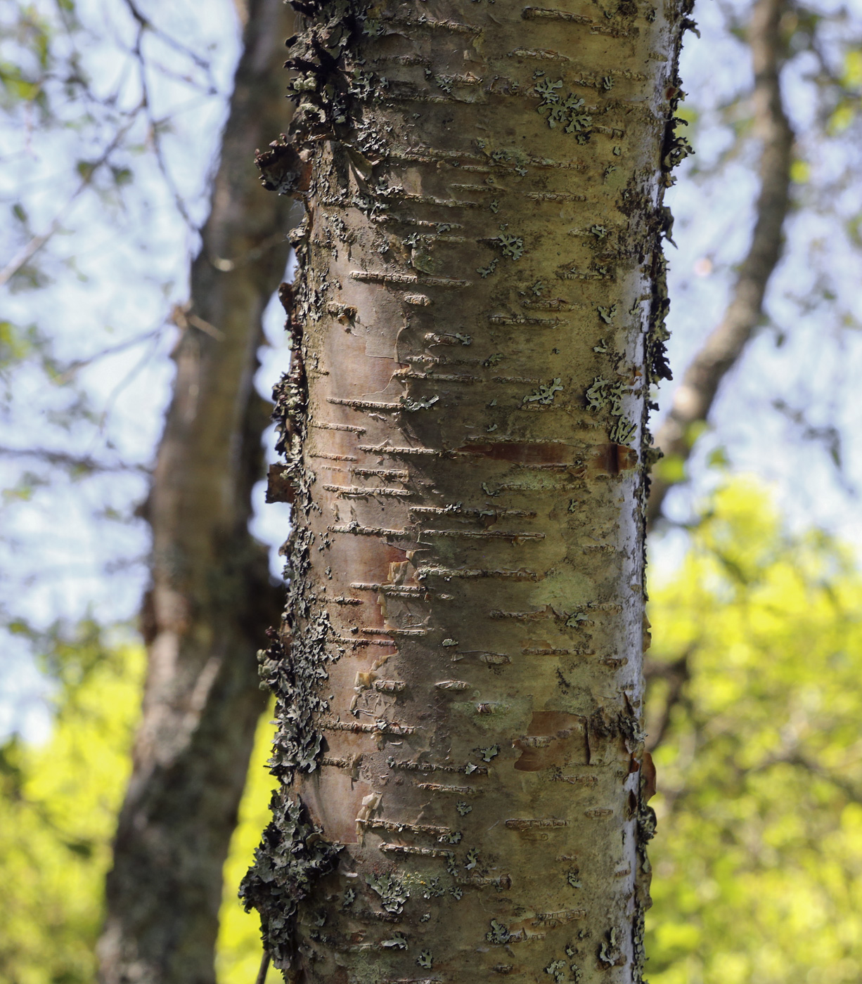 Изображение особи род Betula.