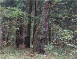 Betula pendula. Прикорневая часть ствола старого дерева, поросшая мхами и лишайниками. Московская обл., Раменский р-н, окр. ж.-д. платформы Хрипань, просека в смешаном лесу. 16.09.2022.