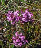 Pedicularis nasuta. Верхушки цветущих побегов (вид сверху). Магаданская обл., окр. г. Магадан, п-ов Старицкого, горная тундра, заболоченный участок. 07.07.2018.