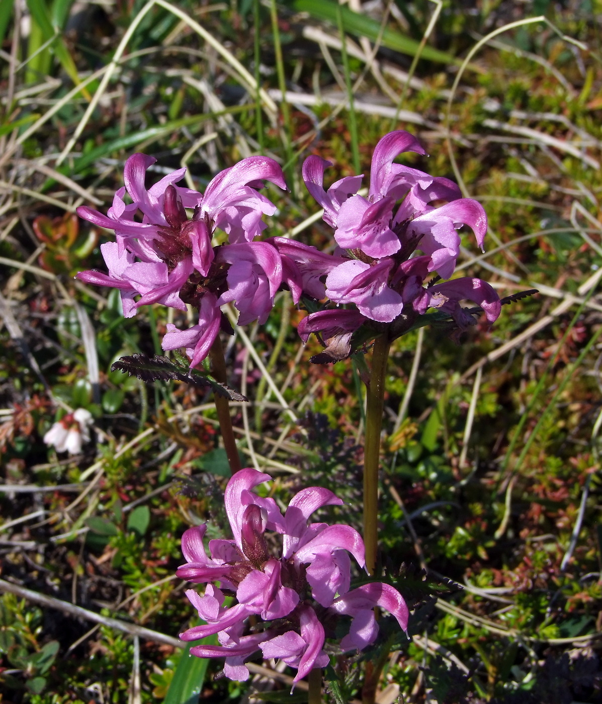 Изображение особи Pedicularis nasuta.