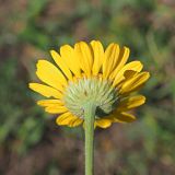 Anthemis tinctoria