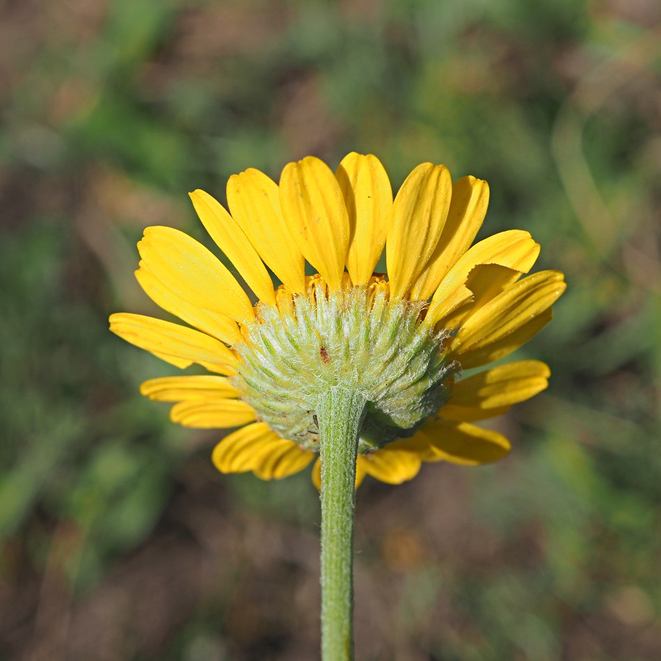 Image of Anthemis tinctoria specimen.