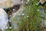 Stellaria peduncularis