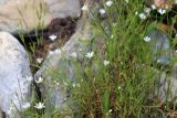 Stellaria peduncularis. Верхушки побегов с цветками и бутонами. Республика Алтай, Кош-Агачский р-н, верховье р. Актру, сырой берег оз. Сачки. 06.07.2022.