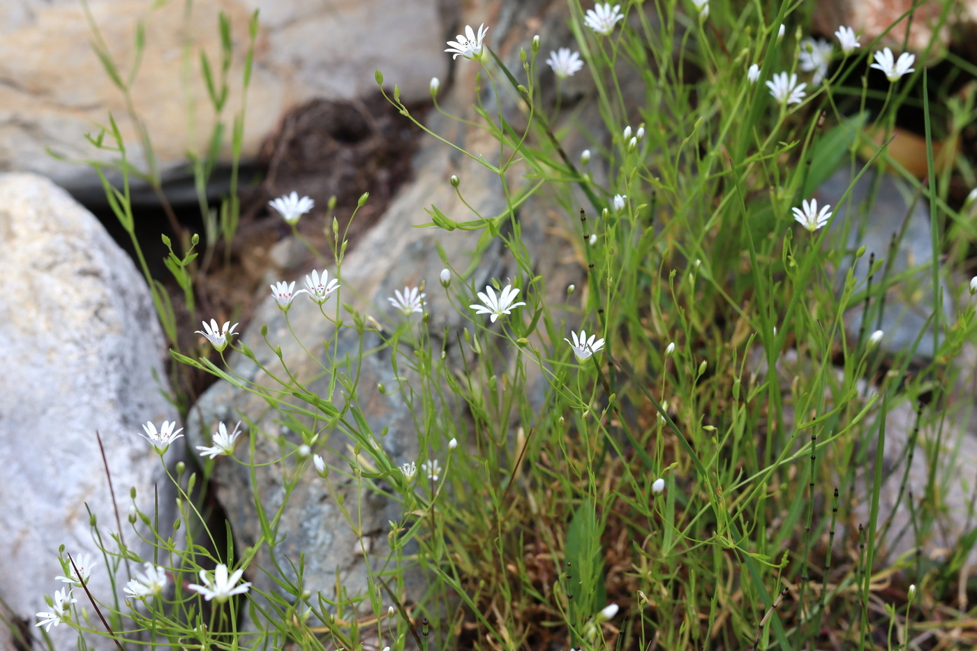 Изображение особи Stellaria peduncularis.