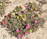 Portulaca grandiflora