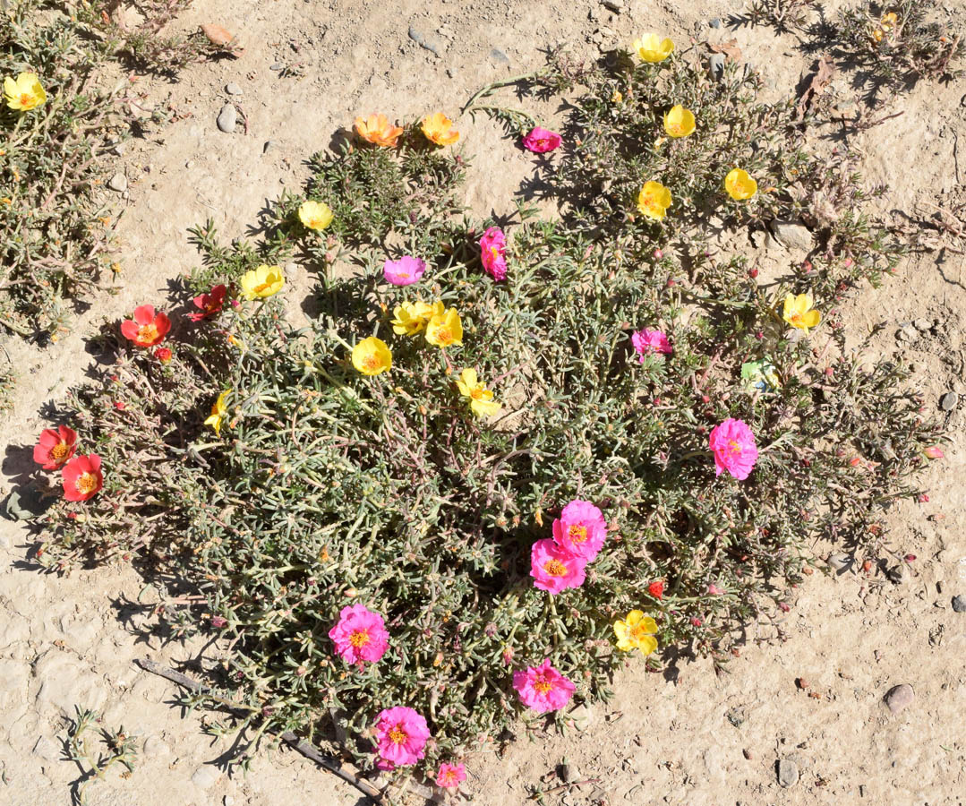 Image of Portulaca grandiflora specimen.