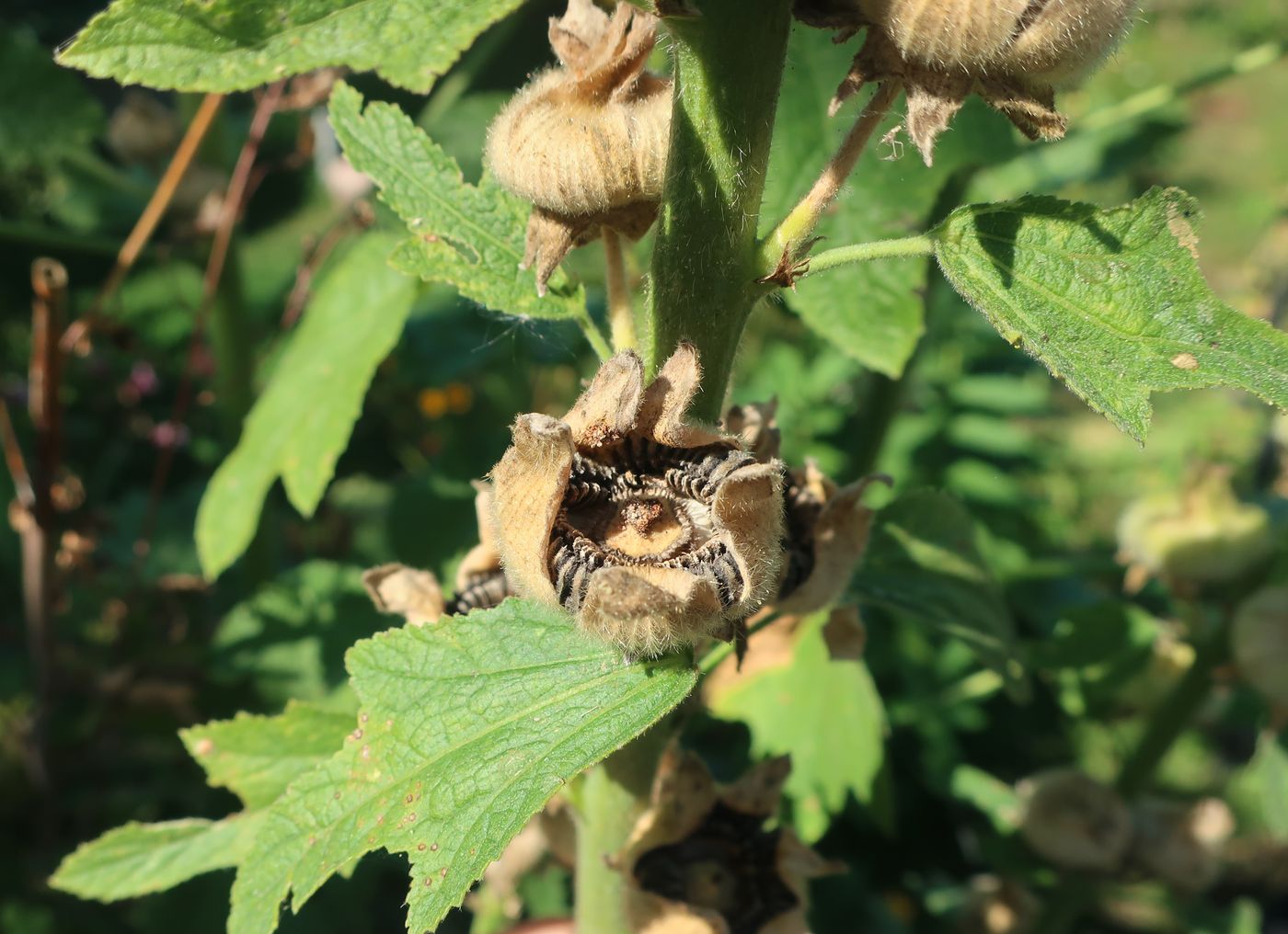 Image of Alcea rosea specimen.