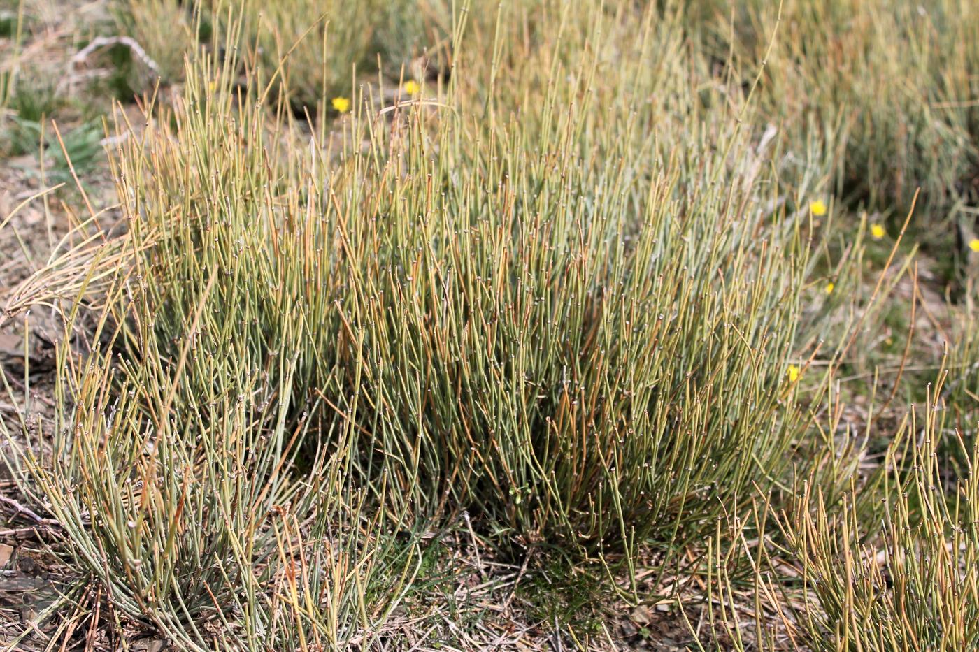 Image of Ephedra intermedia specimen.