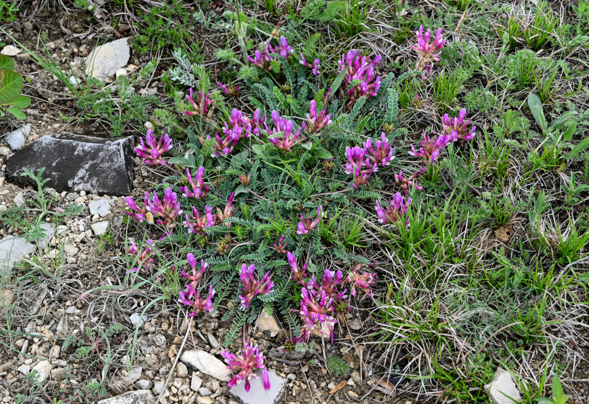 Изображение особи Astragalus buschiorum.