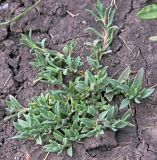Delosperma cooperi