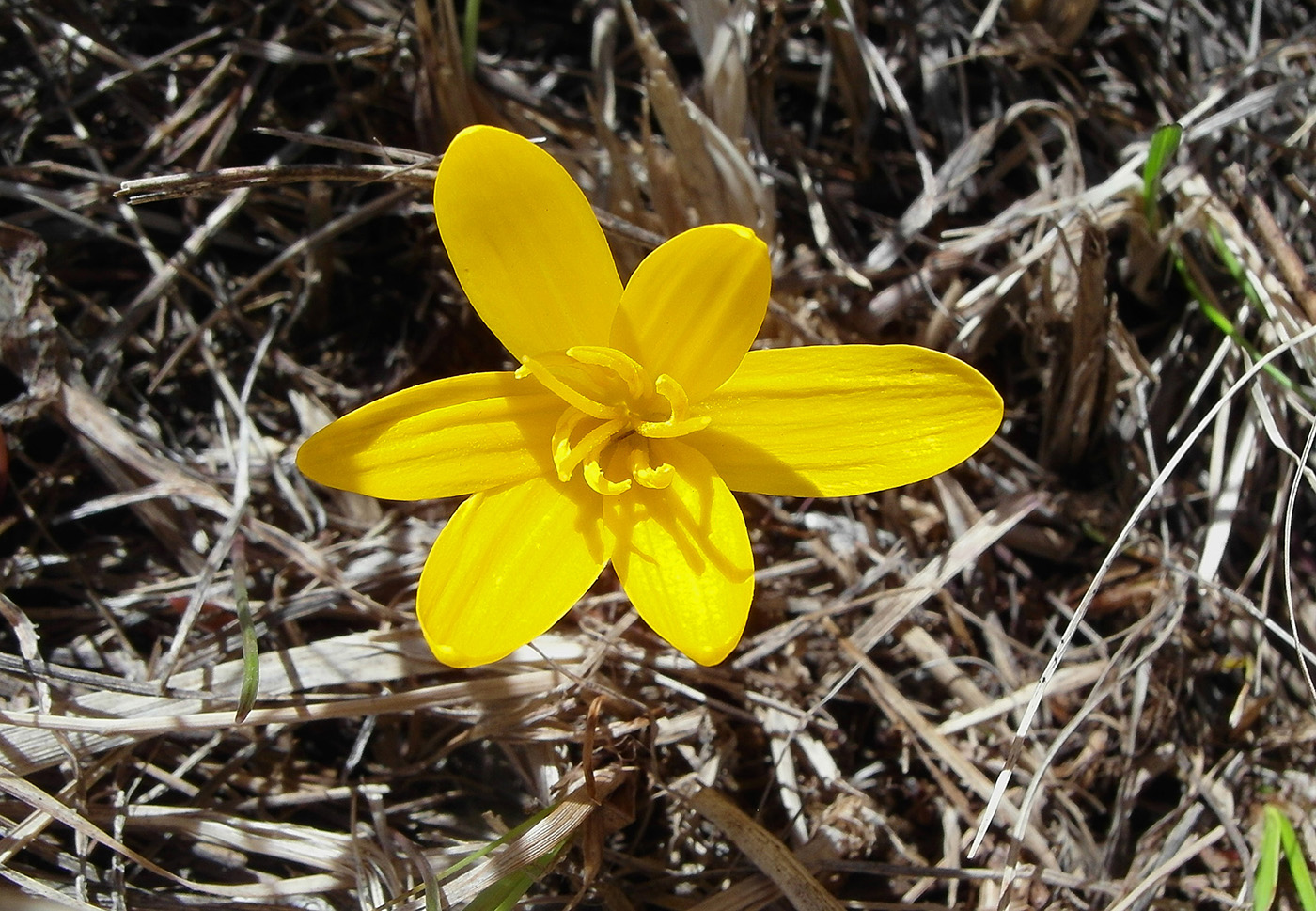 Изображение особи Colchicum luteum.