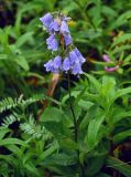 Adenophora triphylla