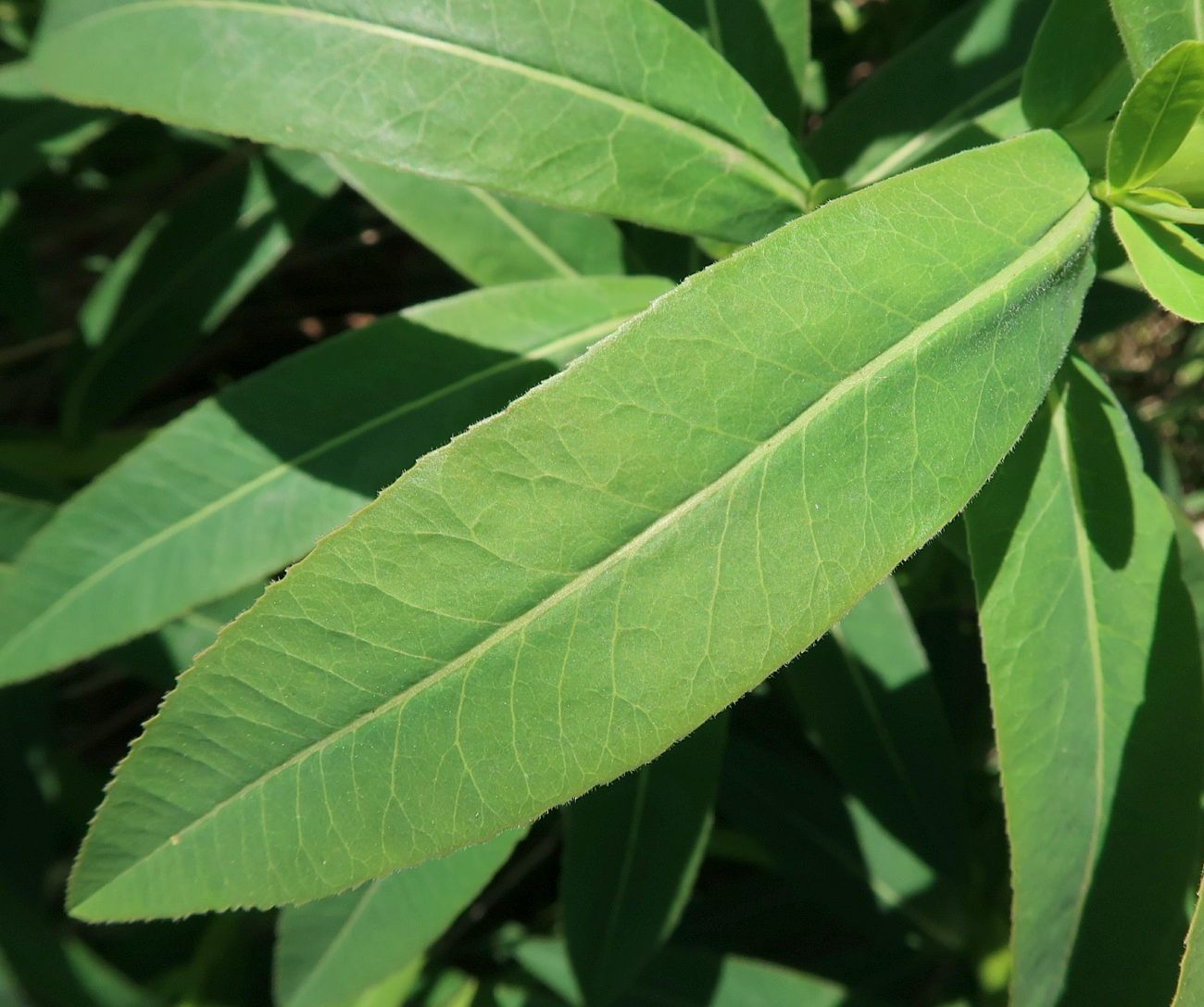 Image of Euphorbia semivillosa specimen.