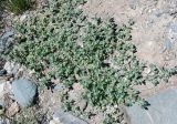 Axyris prostrata. Цветущее растение. Алтай, плоскогорье Укок, долина р. Ак-Алаха (выс. около 2200 м н.у.м.). 24.07.2010.