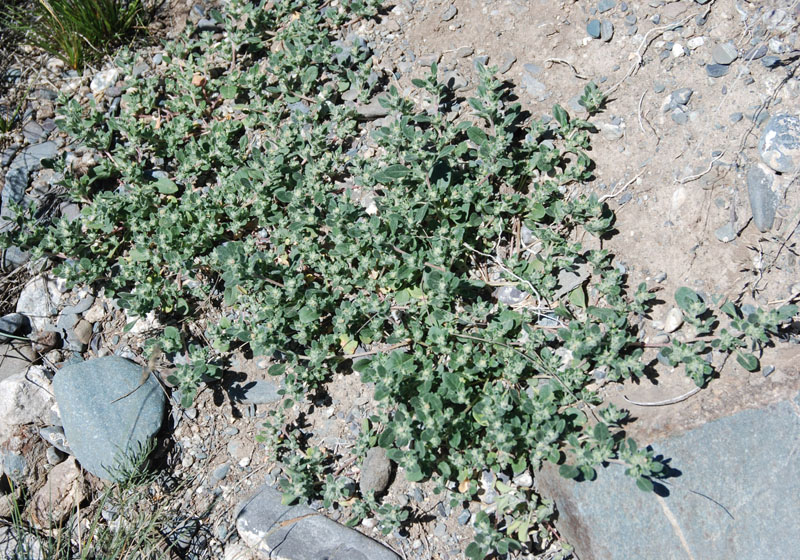 Image of Axyris prostrata specimen.