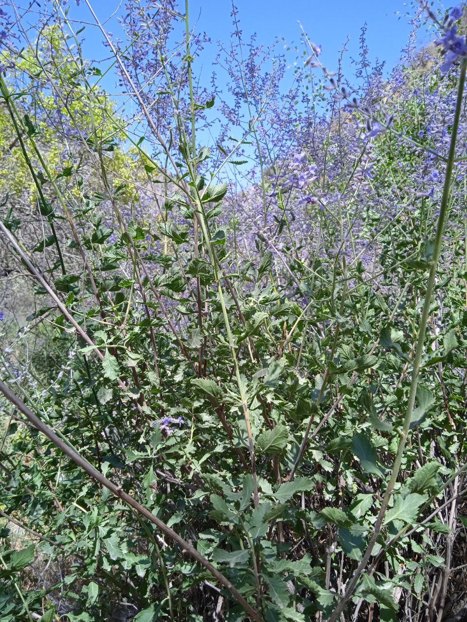 Image of Perovskia scrophulariifolia specimen.