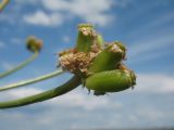 Ferula sibirica. Зреющее соплодие. Казахстан. Восточно-Казахстанская обл., Самарский р-н, окр. Казнаковской переправы; Зайсанская котловина, Кулуджунские пески. 22 июня 2023 г.