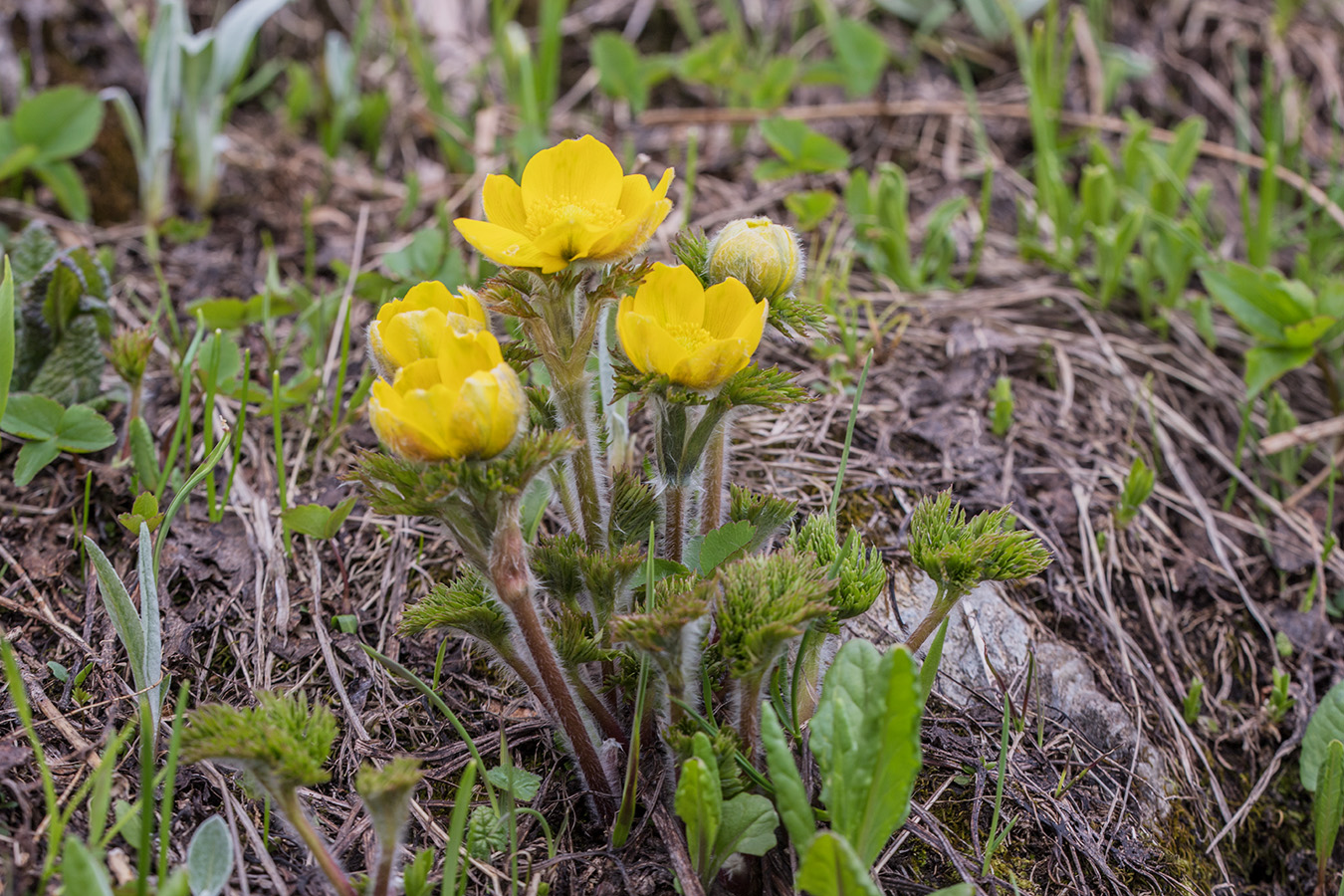 Изображение особи Pulsatilla aurea.