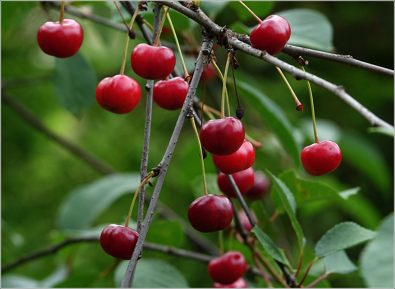 Изображение особи Cerasus vulgaris.