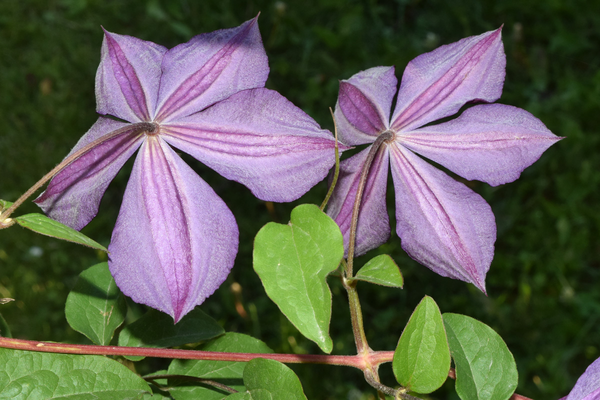 Изображение особи Clematis &times; jackmanii.