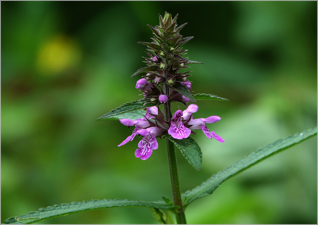 Image of Stachys palustris specimen.