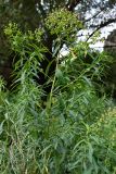 Euphorbia lamprocarpa