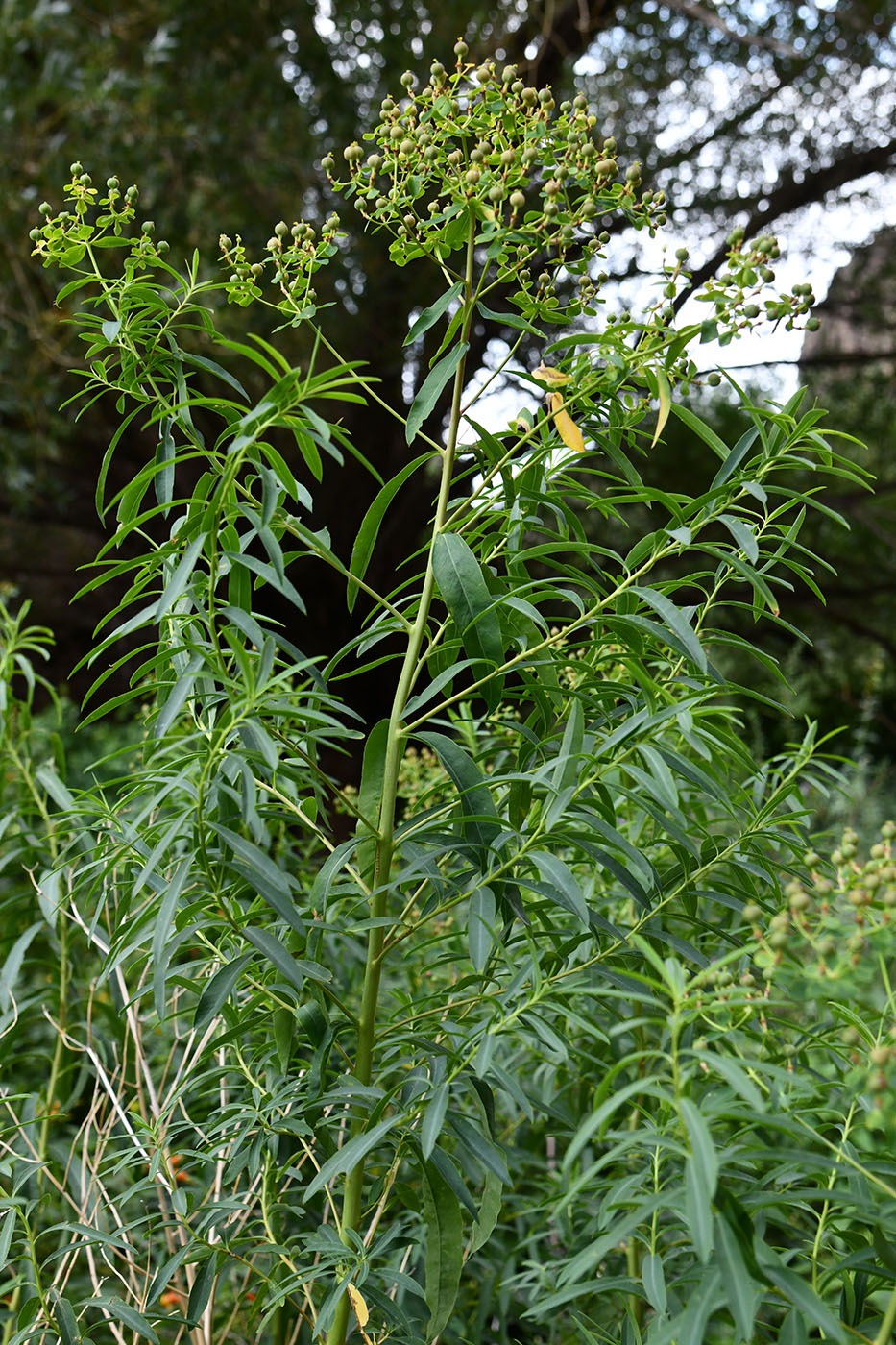 Image of Euphorbia lamprocarpa specimen.